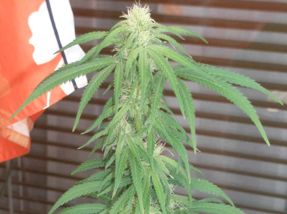 ganja (2).jpg