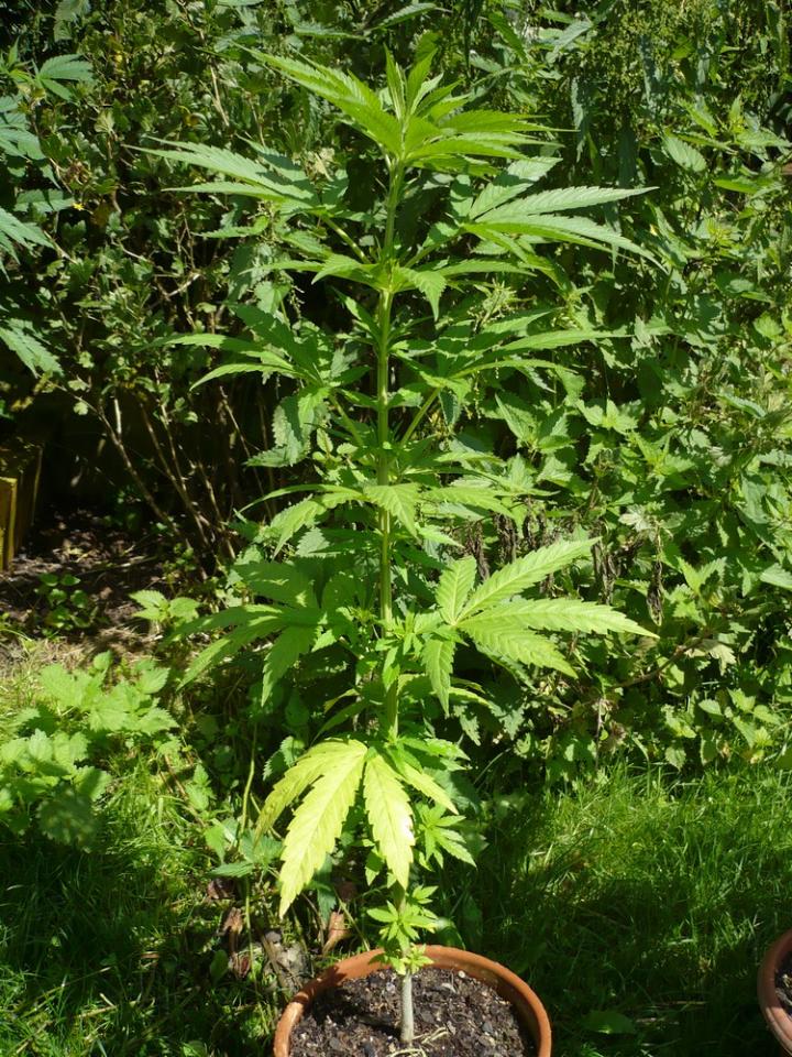 ganja (4).jpg