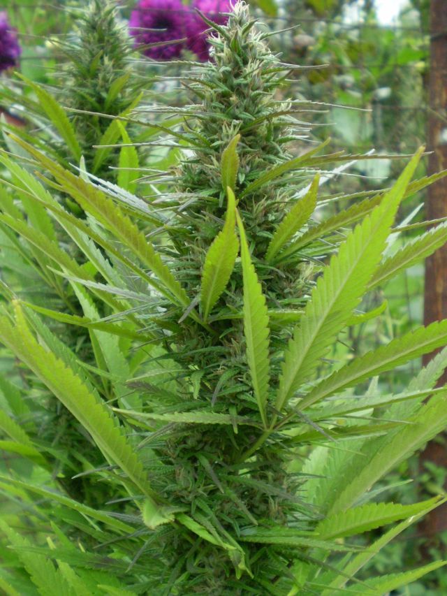 ganja (7).jpg