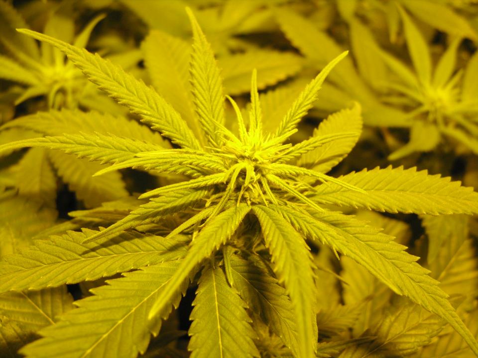 ganja (18).jpg