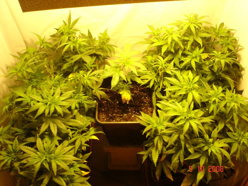 ganja (20).jpg