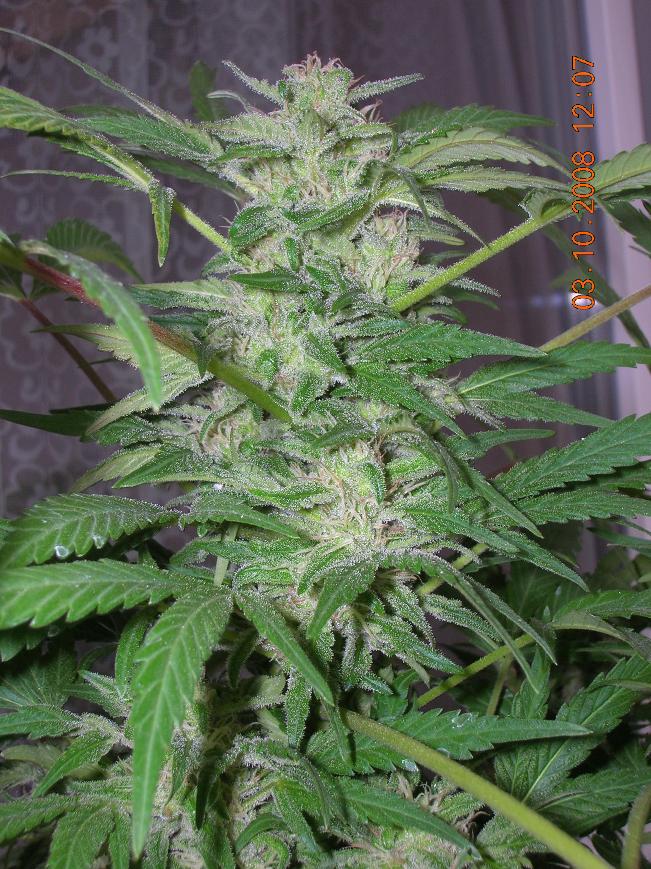 ganja (41).jpg