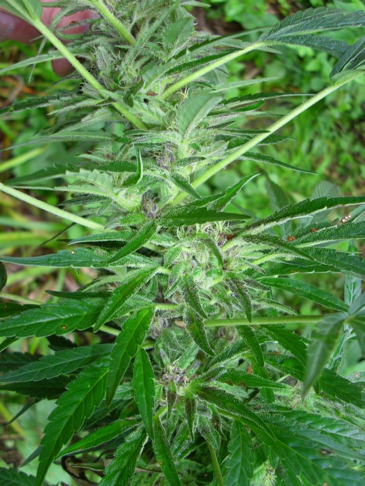 ganja (45).jpg