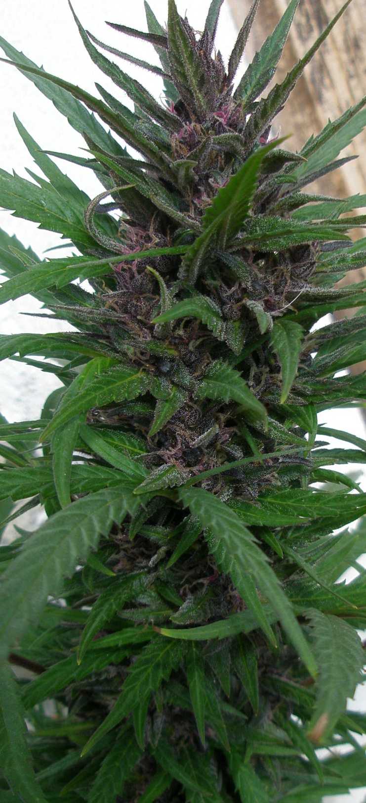 ganja (49).jpg