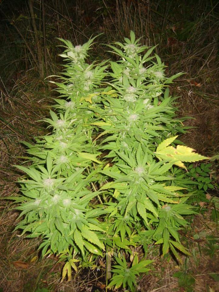 ganja (76).jpg